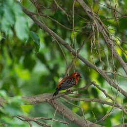 Zoo_Leipzig_20160625_057