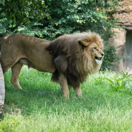 Zoo_Leipzig_20160625_040