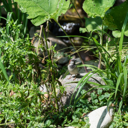 Zoo_Leipzig_20160625_003