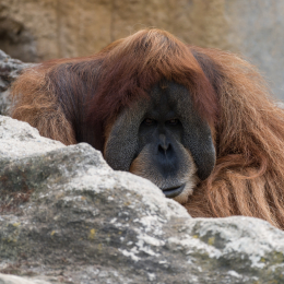 Zoo_Leipzig_20160625_034-2