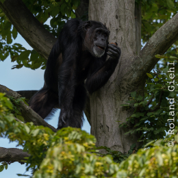 Zoo_Leipzig_20160625_033