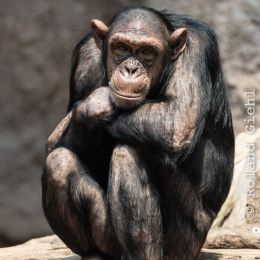 Zoo_Leipzig_20160625_029-2