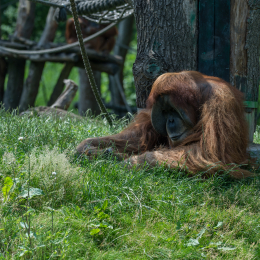 Zoo_Leipzig_20160625_030