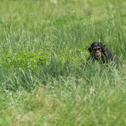 Zoo_Leipzig_20160625_023