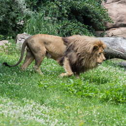 Zoo_Leipzig_20160625_038