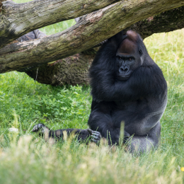 Zoo_Leipzig_20160625_019