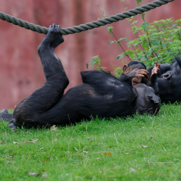 zoom_gelsenkirchen_2011-09-10_49