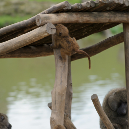 zoom_gelsenkirchen_2011-09-10_36