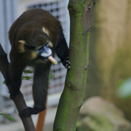 zoom_gelsenkirchen_2011-09-10_60