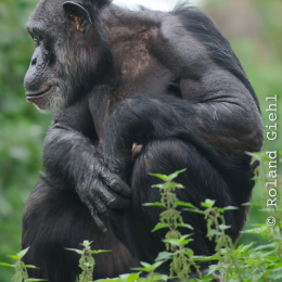 zoom_gelsenkirchen_2011-09-10_65