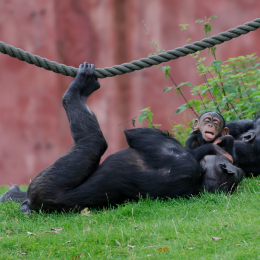 zoom_gelsenkirchen_2011-09-10_55