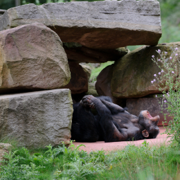 zoom_gelsenkirchen_2011-09-10_46