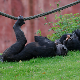 zoom_gelsenkirchen_2011-09-10_48