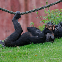 zoom_gelsenkirchen_2011-09-10_52
