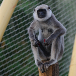 zoom_gelsenkirchen_2011-09-10_75