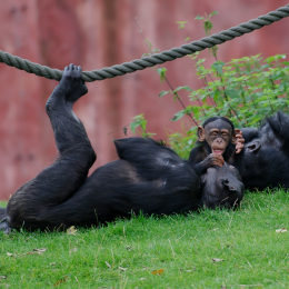 zoom_gelsenkirchen_2011-09-10_53