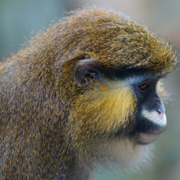 zoom_gelsenkirchen_2011-09-10_56