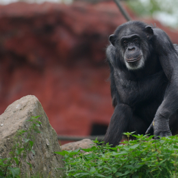 zoom_gelsenkirchen_2011-09-10_64