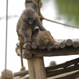 zoom_gelsenkirchen_2011-09-10_32