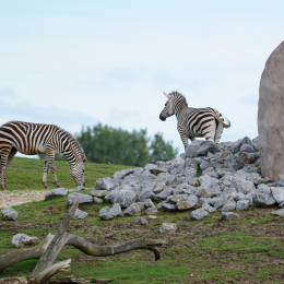 zoom_gelsenkirchen_2011-09-10_27