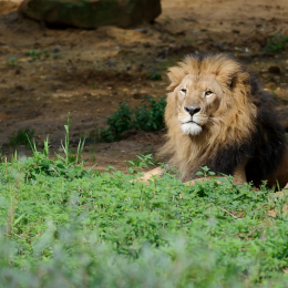 zoom_gelsenkirchen_2011-09-10_24