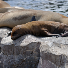 zoom_gelsenkirchen_2011-09-10_20