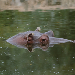zoom_gelsenkirchen_2011-09-10_43