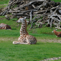 zoom_gelsenkirchen_2011-09-10_31