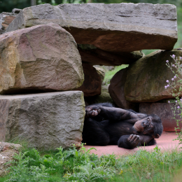 zoom_gelsenkirchen_2011-09-10_44