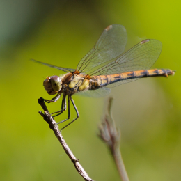 zoom_gelsenkirchen_2011-09-10_01