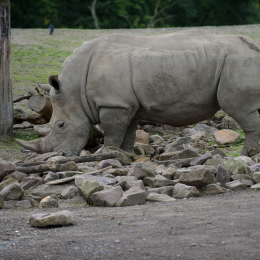 zoom_gelsenkirchen_2011-09-10_41