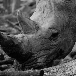 zoom_gelsenkirchen_2011-09-10_42