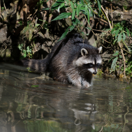 zoom_gelsenkirchen_2011-09-10_08