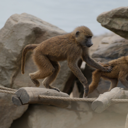 zoom_gelsenkirchen_2011-09-10_38