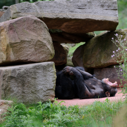 zoom_gelsenkirchen_2011-09-10_47