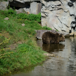 zoom_gelsenkirchen_2011-09-10_11