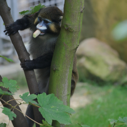 zoom_gelsenkirchen_2011-09-10_58