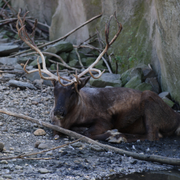 zoom_gelsenkirchen_2011-09-10_09