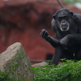 zoom_gelsenkirchen_2011-09-10_63
