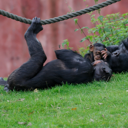 zoom_gelsenkirchen_2011-09-10_54