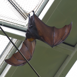 zoom_gelsenkirchen_2011-09-10_74