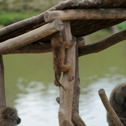 zoom_gelsenkirchen_2011-09-10_35