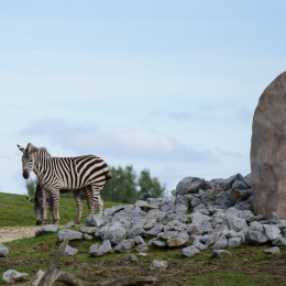zoom_gelsenkirchen_2011-09-10_26