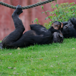 zoom_gelsenkirchen_2011-09-10_50
