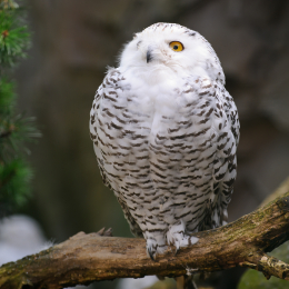 zoom_gelsenkirchen_2011-09-10_03