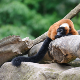 zoom_gelsenkirchen_2011-09-10_69