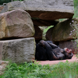 zoom_gelsenkirchen_2011-09-10_45