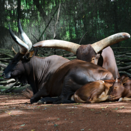 zoom_gelsenkirchen_2011-09-10_21