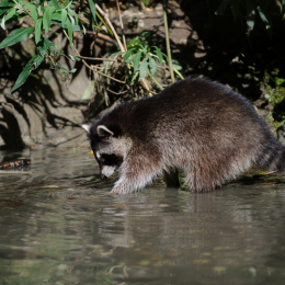 zoom_gelsenkirchen_2011-09-10_06