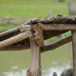 zoom_gelsenkirchen_2011-09-10_37